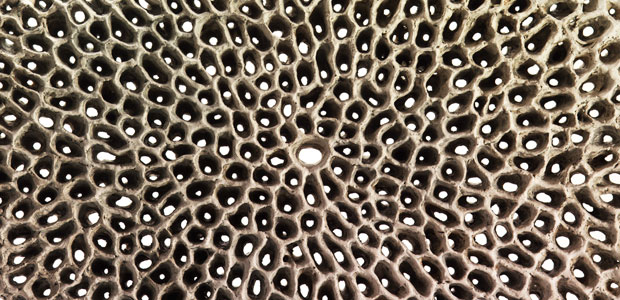 Detail of Fossil Fantasy II, clay with perlite and paper fibers, by Barbro Aberg
